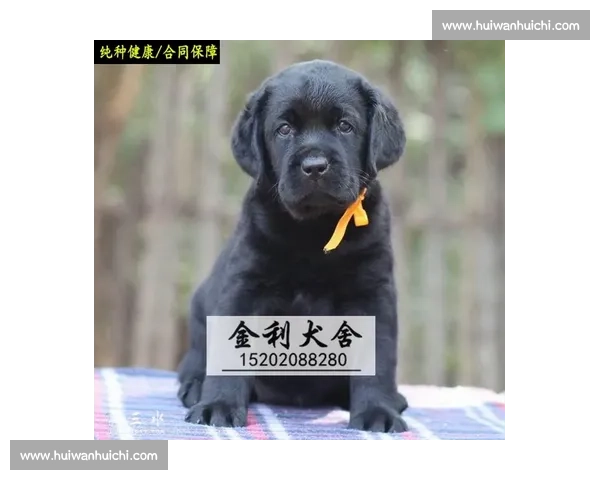 赛级犬精彩对决现场解析及训练技巧全面指南